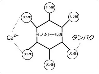 phytic_acid_chelate