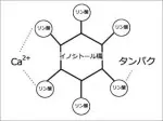 phytic_acid_chelate