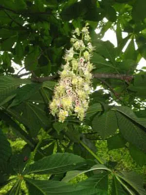 360px-Aesculus_turbinata_7