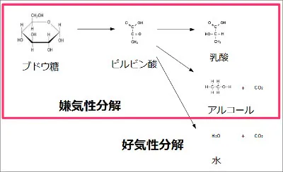 budoto_bunkai