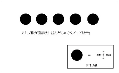 protein_chain