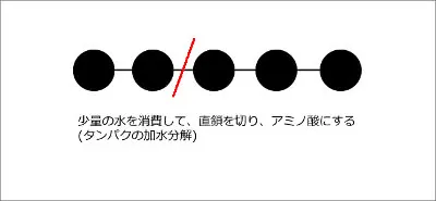 protein_chain2