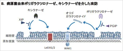 def_pectinase